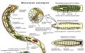 Плоские черви - трехслойные животные, у них появляется мезодерма, расположенная между эктодермой и энтодермой