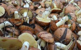 Обработка свежих соленых сушеных и маринованных грибов